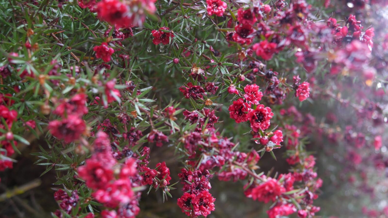 Manuka Pflanze Südseemyrte