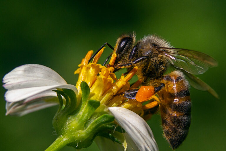 Bienen 7 Fakten Manuka Honigpulver