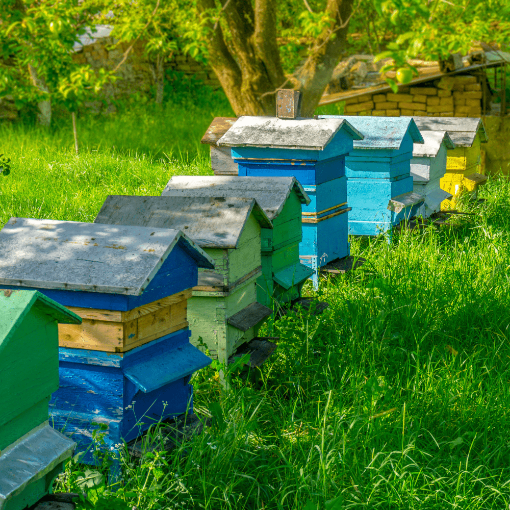 Lage Bienenstock Neuseeland