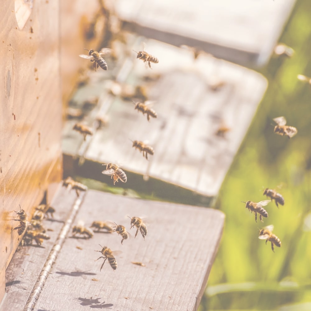 Bienen Bio Honig Anwendung Manuka Honig Bio Ökologisch