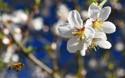 Manuka Honigpulver – ein wahres Wunderpulver