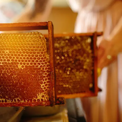 Pulver Superfood Ernte Imkerei